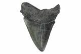Serrated, Fossil Megalodon Tooth - South Carolina #362169-1